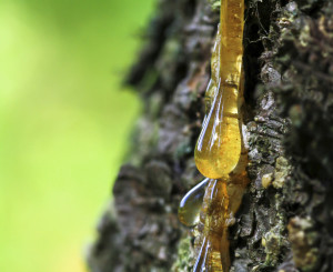 Pine Sap Removal